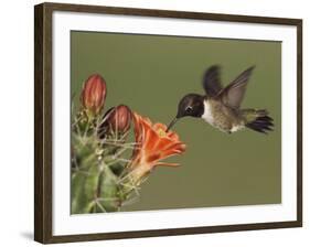Black-Chinned Hummingbird, Uvalde County, Hill Country, Texas, USA-Rolf Nussbaumer-Framed Photographic Print