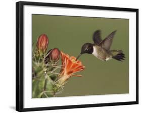 Black-Chinned Hummingbird, Uvalde County, Hill Country, Texas, USA-Rolf Nussbaumer-Framed Photographic Print