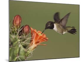 Black-Chinned Hummingbird, Uvalde County, Hill Country, Texas, USA-Rolf Nussbaumer-Mounted Photographic Print