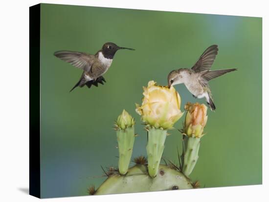 Black-Chinned Hummingbird, Uvalde County, Hill Country, Texas, USA-Rolf Nussbaumer-Stretched Canvas