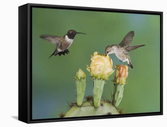 Black-Chinned Hummingbird, Uvalde County, Hill Country, Texas, USA-Rolf Nussbaumer-Framed Stretched Canvas