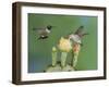 Black-Chinned Hummingbird, Uvalde County, Hill Country, Texas, USA-Rolf Nussbaumer-Framed Photographic Print