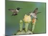 Black-Chinned Hummingbird, Uvalde County, Hill Country, Texas, USA-Rolf Nussbaumer-Mounted Photographic Print