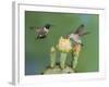 Black-Chinned Hummingbird, Uvalde County, Hill Country, Texas, USA-Rolf Nussbaumer-Framed Photographic Print