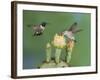 Black-Chinned Hummingbird, Uvalde County, Hill Country, Texas, USA-Rolf Nussbaumer-Framed Photographic Print