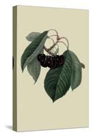 Black Circassian Cherry-William Hooker-Stretched Canvas