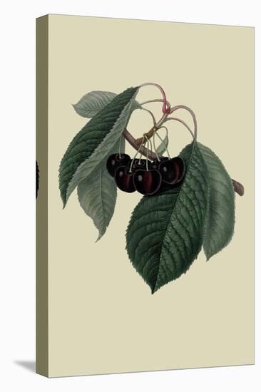 Black Circassian Cherry-William Hooker-Stretched Canvas