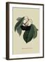 Black Circassian Cherry-William Hooker-Framed Art Print