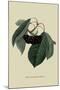 Black Circassian Cherry-William Hooker-Mounted Art Print