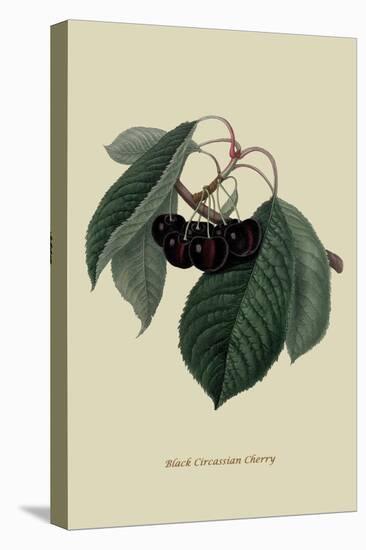 Black Circassian Cherry-William Hooker-Stretched Canvas