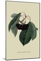 Black Circassian Cherry-William Hooker-Mounted Art Print