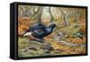 Black Cock Grouse by a Stream-Carl Donner-Framed Stretched Canvas