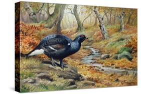 Black Cock Grouse by a Stream-Carl Donner-Stretched Canvas