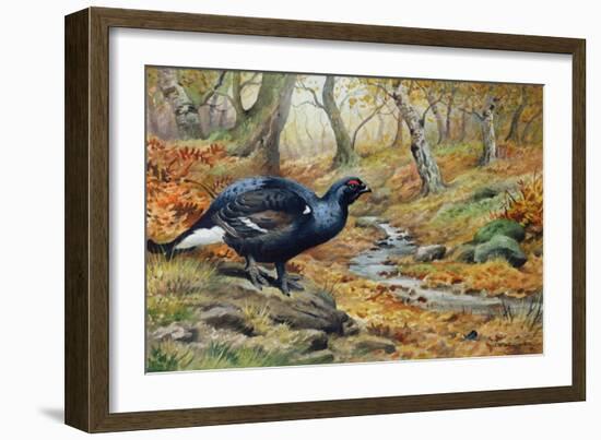 Black Cock Grouse by a Stream-Carl Donner-Framed Giclee Print