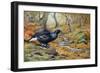 Black Cock Grouse by a Stream-Carl Donner-Framed Giclee Print