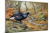 Black Cock Grouse by a Stream-Carl Donner-Mounted Giclee Print