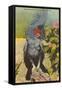 Black Cockatoo, Miami, Florida-null-Framed Stretched Canvas