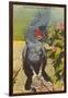 Black Cockatoo, Miami, Florida-null-Framed Art Print