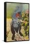 Black Cockatoo, Miami, Florida-null-Framed Stretched Canvas