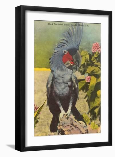 Black Cockatoo, Miami, Florida-null-Framed Art Print