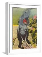 Black Cockatoo, Miami, Florida-null-Framed Art Print