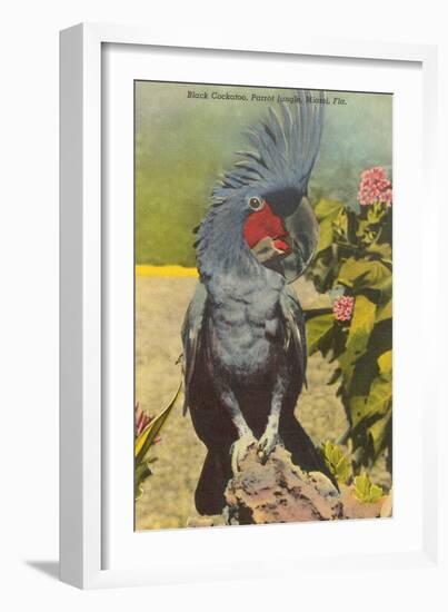 Black Cockatoo, Miami, Florida-null-Framed Art Print