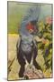 Black Cockatoo, Miami, Florida-null-Mounted Art Print