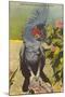 Black Cockatoo, Miami, Florida-null-Mounted Art Print