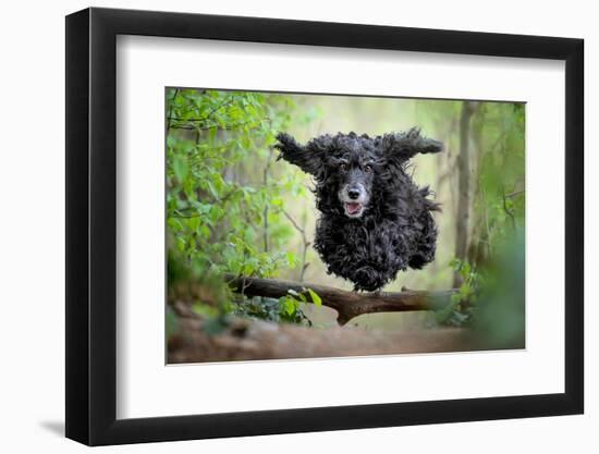 Black Cocker Spaniel dog running and jumping over a stick in the woods-Francesco Fanti-Framed Photographic Print