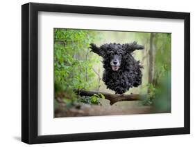 Black Cocker Spaniel dog running and jumping over a stick in the woods-Francesco Fanti-Framed Photographic Print