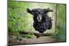 Black Cocker Spaniel dog running and jumping over a stick in the woods-Francesco Fanti-Mounted Photographic Print