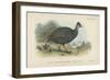 Black-Collared Crested Guinea-Fowl-English School-Framed Giclee Print