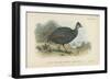 Black-Collared Crested Guinea-Fowl-English School-Framed Giclee Print