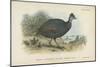 Black-Collared Crested Guinea-Fowl-English School-Mounted Giclee Print