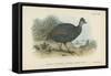 Black-Collared Crested Guinea-Fowl-English School-Framed Stretched Canvas