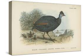 Black-Collared Crested Guinea-Fowl-English School-Stretched Canvas