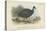 Black-Collared Crested Guinea-Fowl-English School-Stretched Canvas