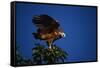 Black-Collared Hawk-W. Perry Conway-Framed Stretched Canvas