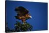 Black-Collared Hawk-W. Perry Conway-Stretched Canvas
