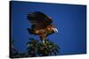 Black-Collared Hawk-W. Perry Conway-Stretched Canvas