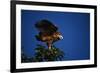 Black-Collared Hawk-W. Perry Conway-Framed Photographic Print