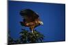 Black-Collared Hawk-W. Perry Conway-Mounted Photographic Print