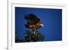 Black-Collared Hawk-W. Perry Conway-Framed Photographic Print