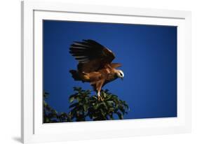 Black-Collared Hawk-W. Perry Conway-Framed Photographic Print