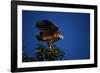 Black-Collared Hawk-W. Perry Conway-Framed Photographic Print