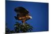 Black-Collared Hawk-W. Perry Conway-Mounted Photographic Print