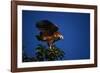 Black-Collared Hawk-W. Perry Conway-Framed Photographic Print