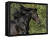 Black Connemara Stallion Running in Field Elizabeth, Colorado, USA-Carol Walker-Framed Stretched Canvas