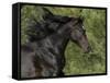 Black Connemara Stallion Running in Field Elizabeth, Colorado, USA-Carol Walker-Framed Stretched Canvas