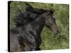 Black Connemara Stallion Running in Field Elizabeth, Colorado, USA-Carol Walker-Stretched Canvas